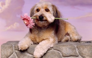 献花